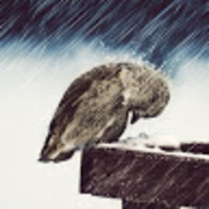 Meet your Posher, Verity